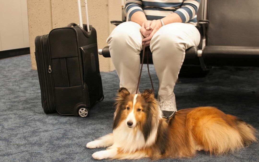 can you be a travel nurse with a dog